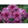 Хризантема Бузков Ёжик