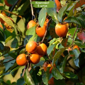 Комплект 5шт / Хурма Виргинская