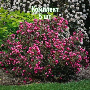 Комплект 5шт / Вейгела садовая Виктория