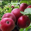 Комплект 5шт / Яблоня Коваленковское: фото и описание