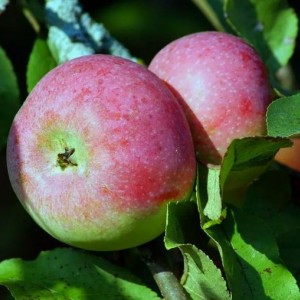 Яблоня Министр Киселёв